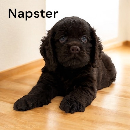 puppy, for, sale, Cocker Spaniel, Joe & Cherri  Overlease, dog, breeder, Miller, MO, dog-breeder, puppy-for-sale, forsale, nearby, find, puppyfind, locator, puppylocator, aca